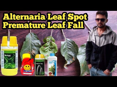 Video: Turnip Alternaria Leaf Spot Control: wat veroorzaakt Alternaria Leaf Spot op rapen