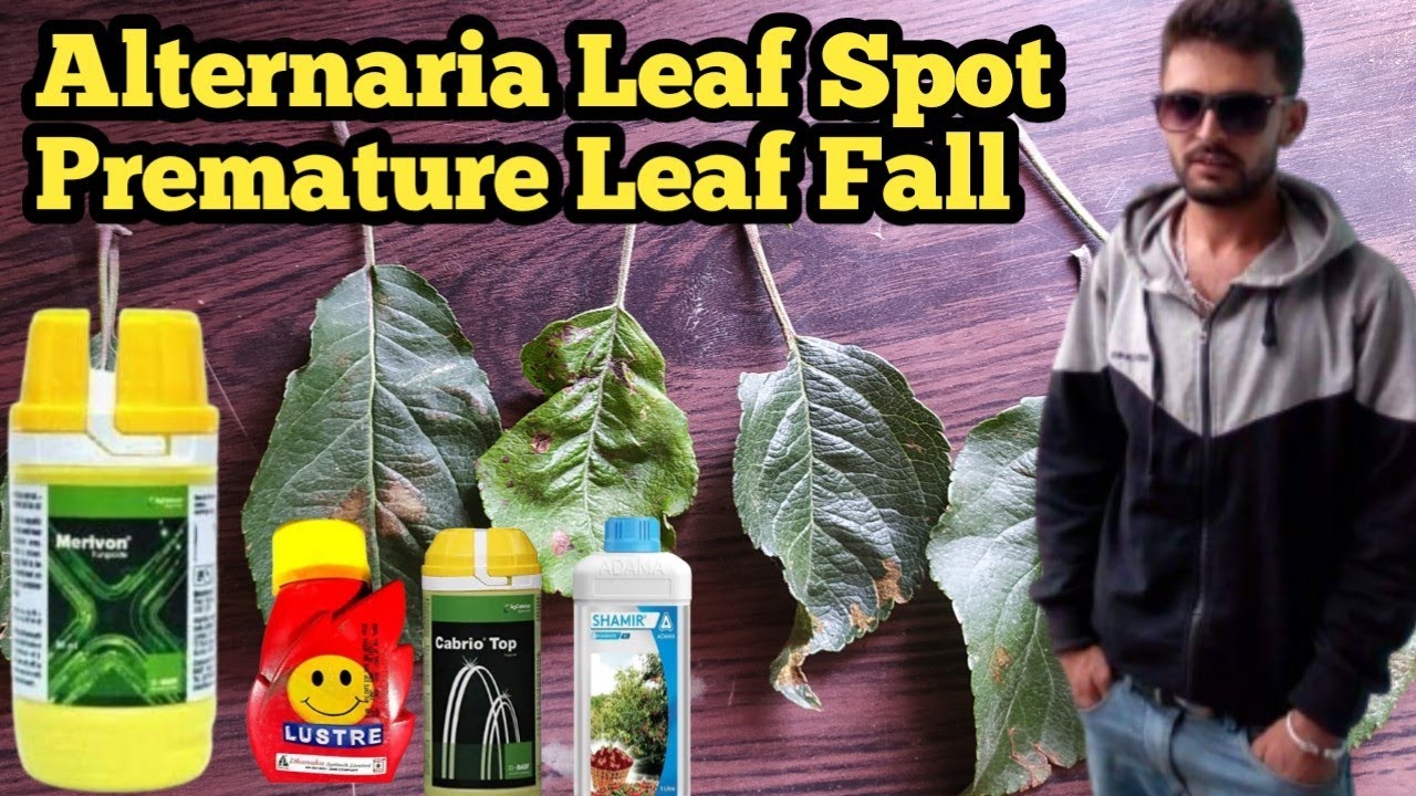 Premature Leaf Fall Meaning In Hindi Premature Leaf Fall Meaning In Hindi