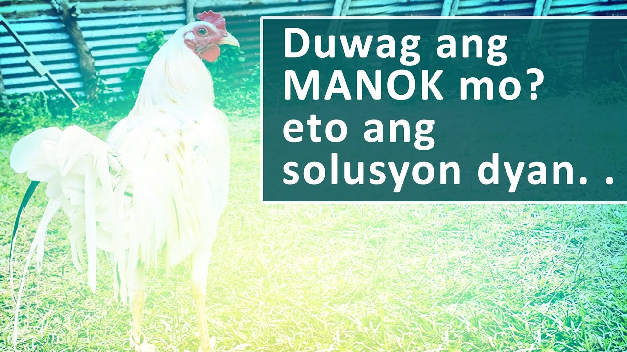 Duwag ang manok mo? eto ang solusyon dyan:)
