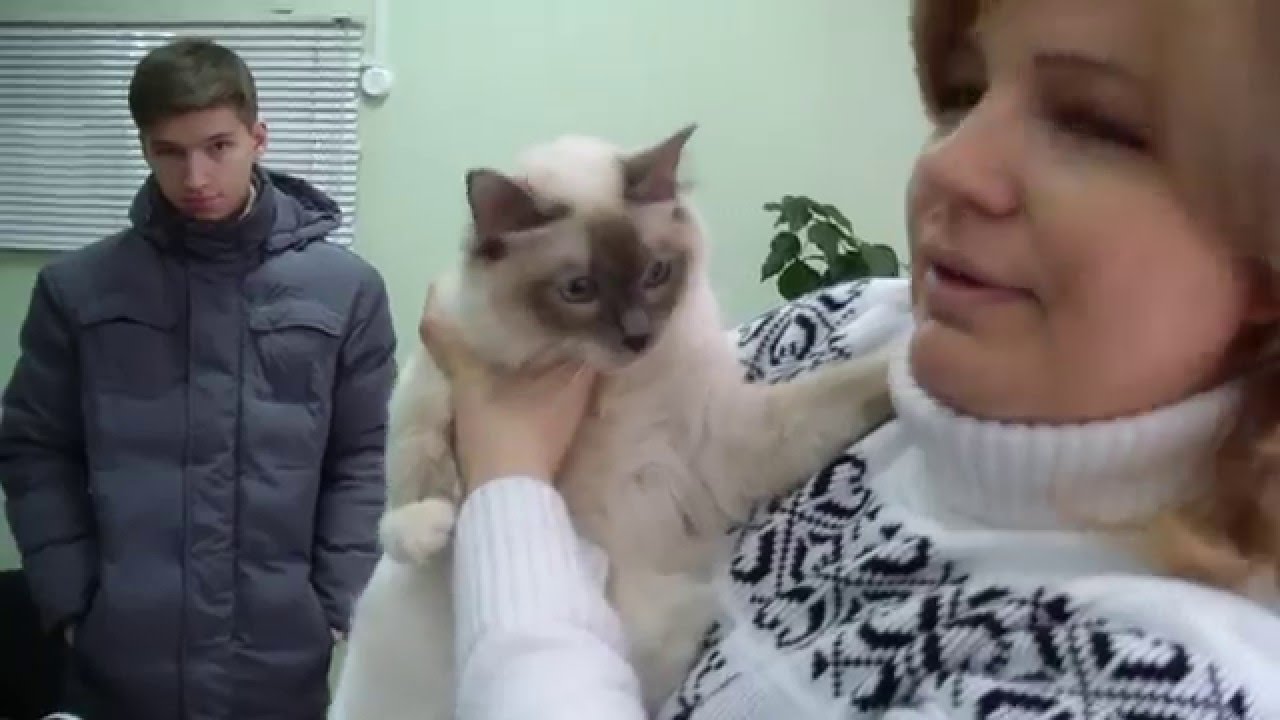 кошки породы Прием в клубе кошек PCA 07.02.2016г.
