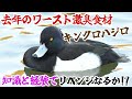 激臭食材キンクロハジロ、知識と経験でリベンジなるか!?