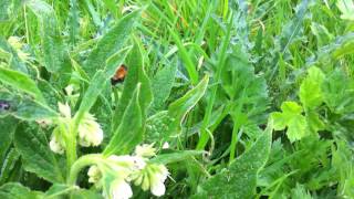 Comfrey Symphytum Officinale, White Flower - 2012-04-29