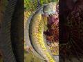 Wow! Amazing Polo Fishing Videos ! Best Big Fish Catching ! Primitive Technique fishing #fish #india