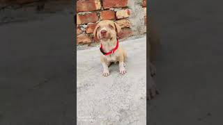 My Little Pitbull Collar & Leash