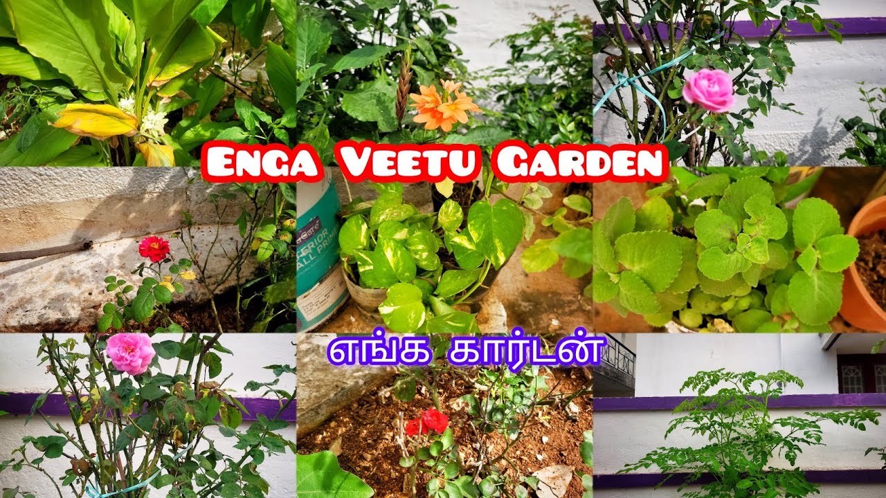 கடந்த இரண்டு வாரமாக எங்கள் கார்டன் இப்படி இருந்தது. 👌🌿🌹|Enga Veetu ...