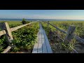 Cape Cod Stock Footage Beach Pathway #378