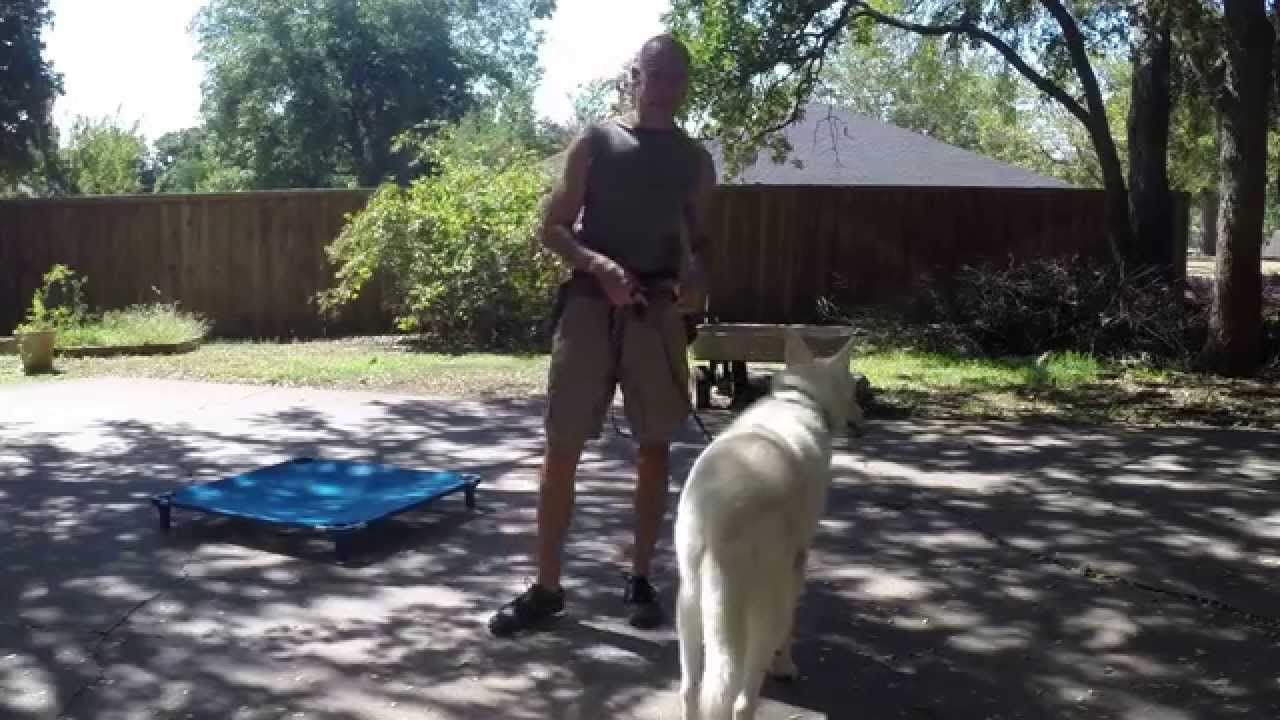Buddy the German Shepherd | Dog Training Fort Worth | Redeeming Dogs