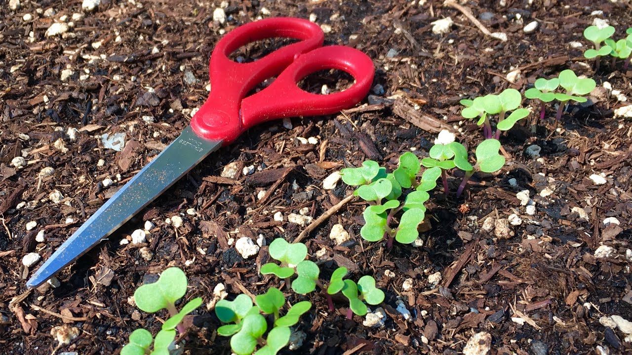 How To Thin Radish Seedlings YouTube