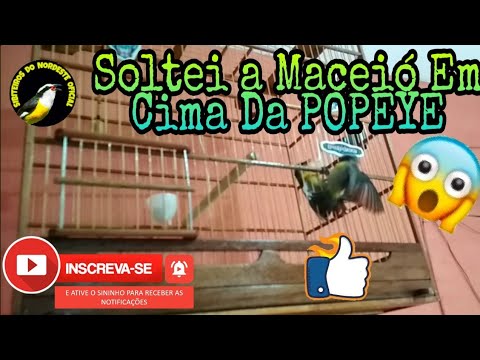 Soltei a Maceió Em Cima Da POPEYE