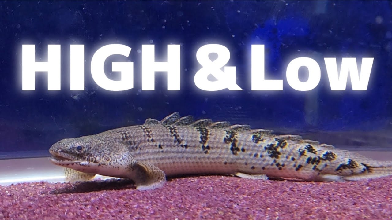 Aqualog Polypterus ポリプテルス 専門書【アクアログ】 本・雑誌