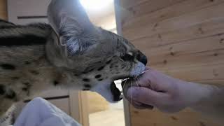 Serval gets angry and throws Dad out