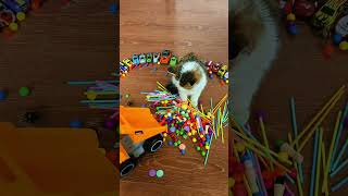 Dersky Cat 🐈 #marblerunandmore #cat #reverse #asmr 3