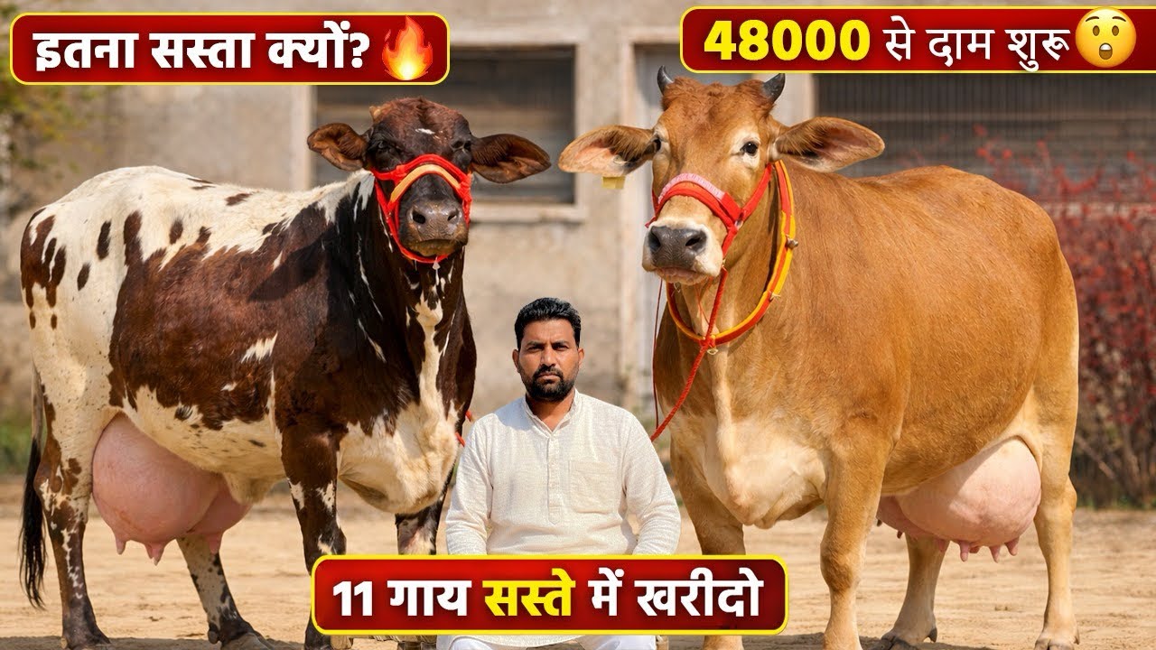 48000 दाम, 12 से 22 लीटर दूध 💥 11 गाय बिकाऊ। 11 Cows Sale with Low Prices High Milking, Kewal Ji