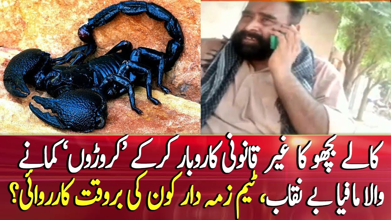 Team Zimmedar Kaun identifies Black Scorpion Mafia in Punjab