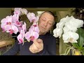 ОРХИДЕЯ НЕ ЦВЕТЁТ, КАКИМ СУПЕР удобрением для орхидеи кормить фаленопсисы для цветения?