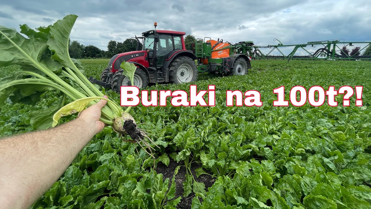 #479- Ochrona buraków cukrowych przed chwościkiem! Dziki buchtują... Buraki na 100t ? Raczej nie...