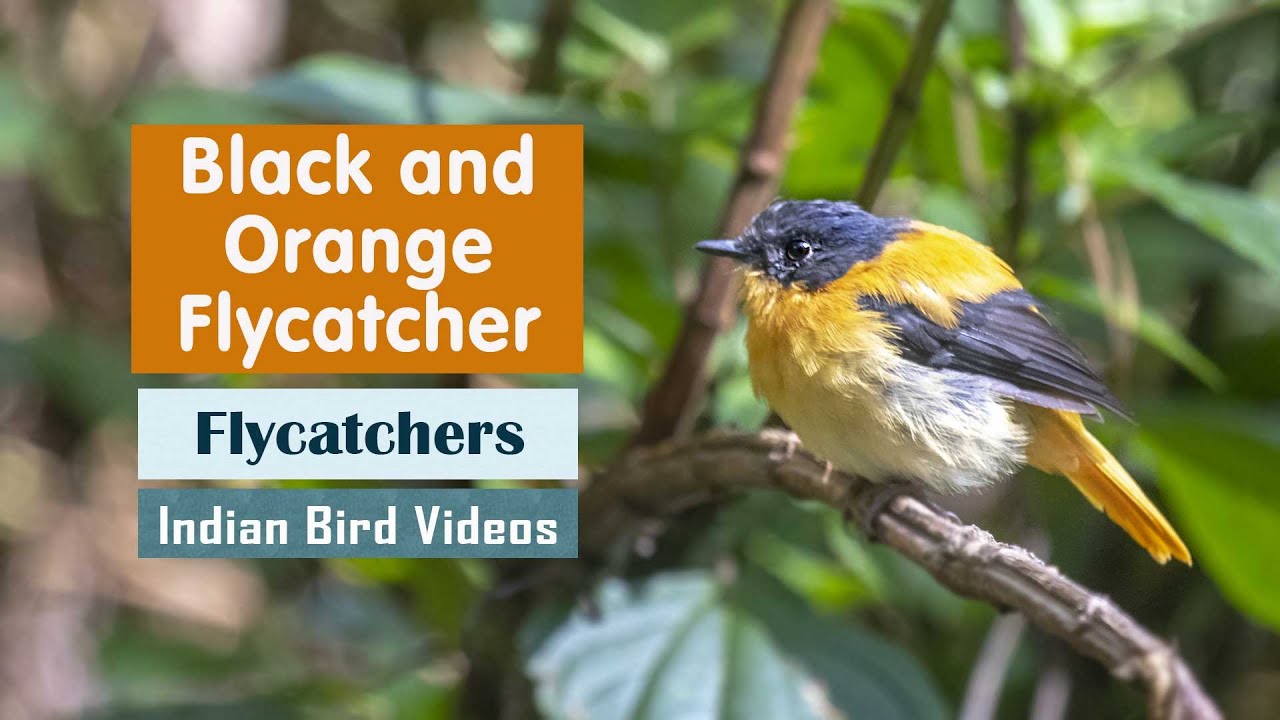 The Black and Orange Flycatcher (Ficedula nigrorufa) - Indian Bird