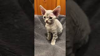 Devon Rex Kittens 5 weeks old by Yoko Kat 533 views 1 year ago 2 minutes, 34 seconds