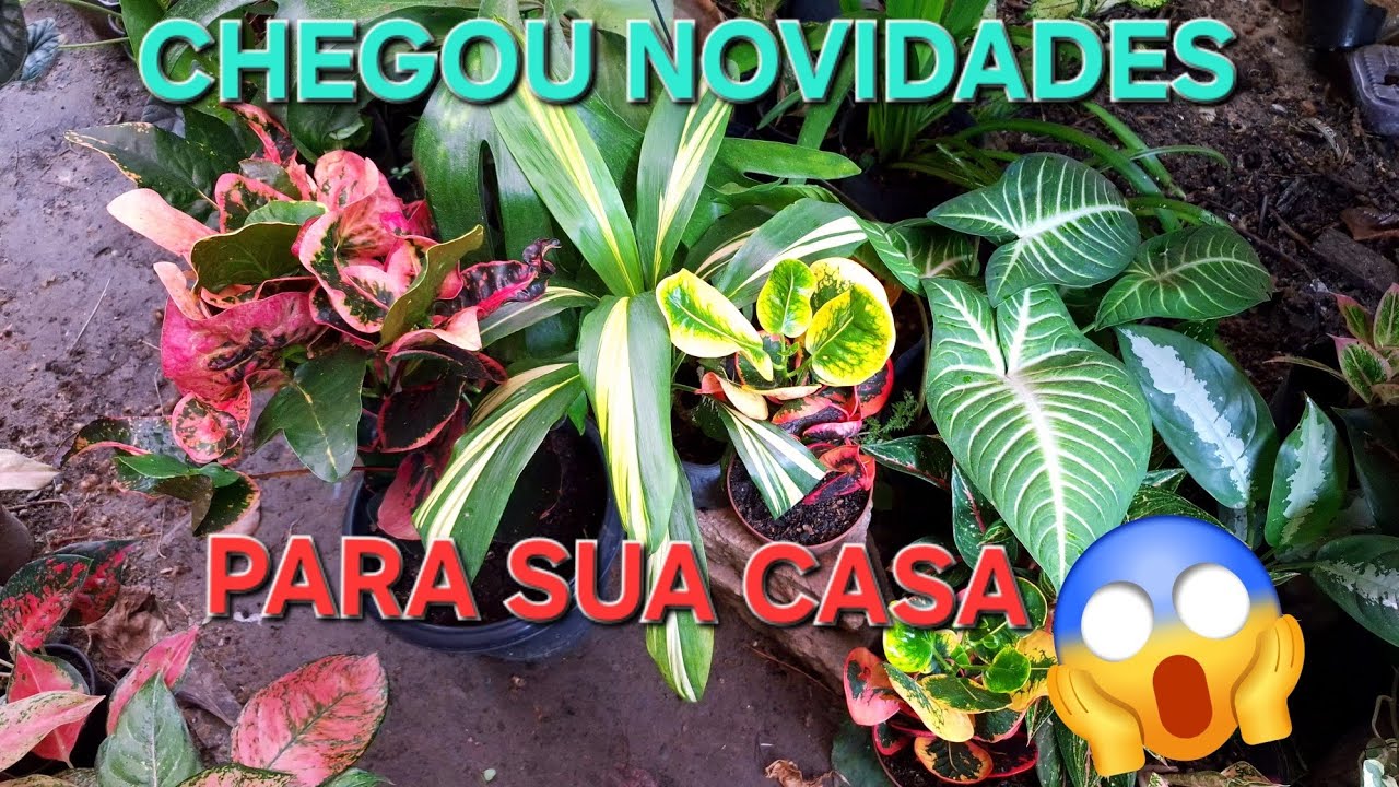 Croton maçã caladium Dracena aglaonema #plantas #jardim #natureza #garden #plants #paz 