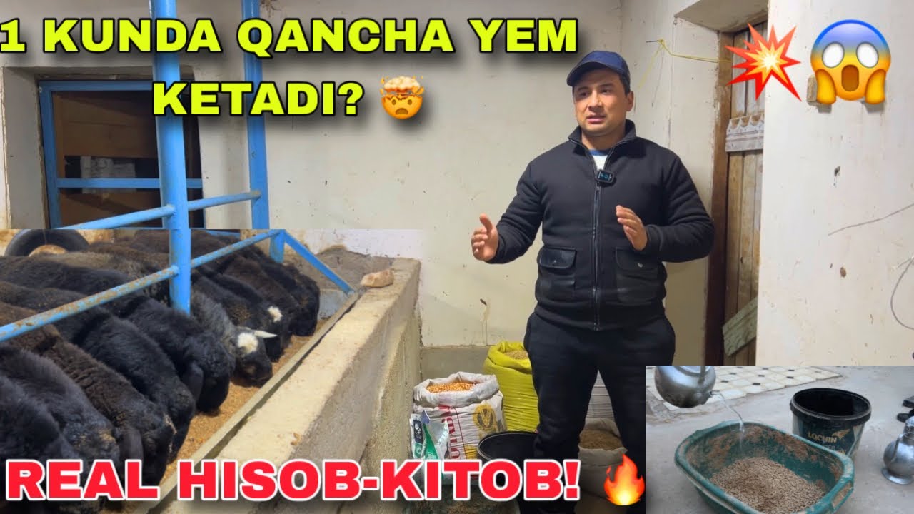 O‘ZIMNI QOCHQORLARIM! 💥 1 KUNLIK YEM QANCHA? 😱🐏 