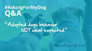 Adopted rescue dog behavior NOT what expected –QA #AskingForMyDog