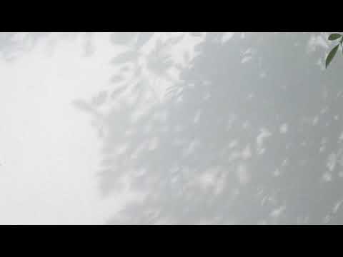 Plant Shadow Video 2