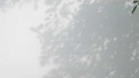 Plant Shadow Video 2