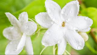 Roberta's 2-piece Sweetly Scented Philippine Jasmine on QVC
