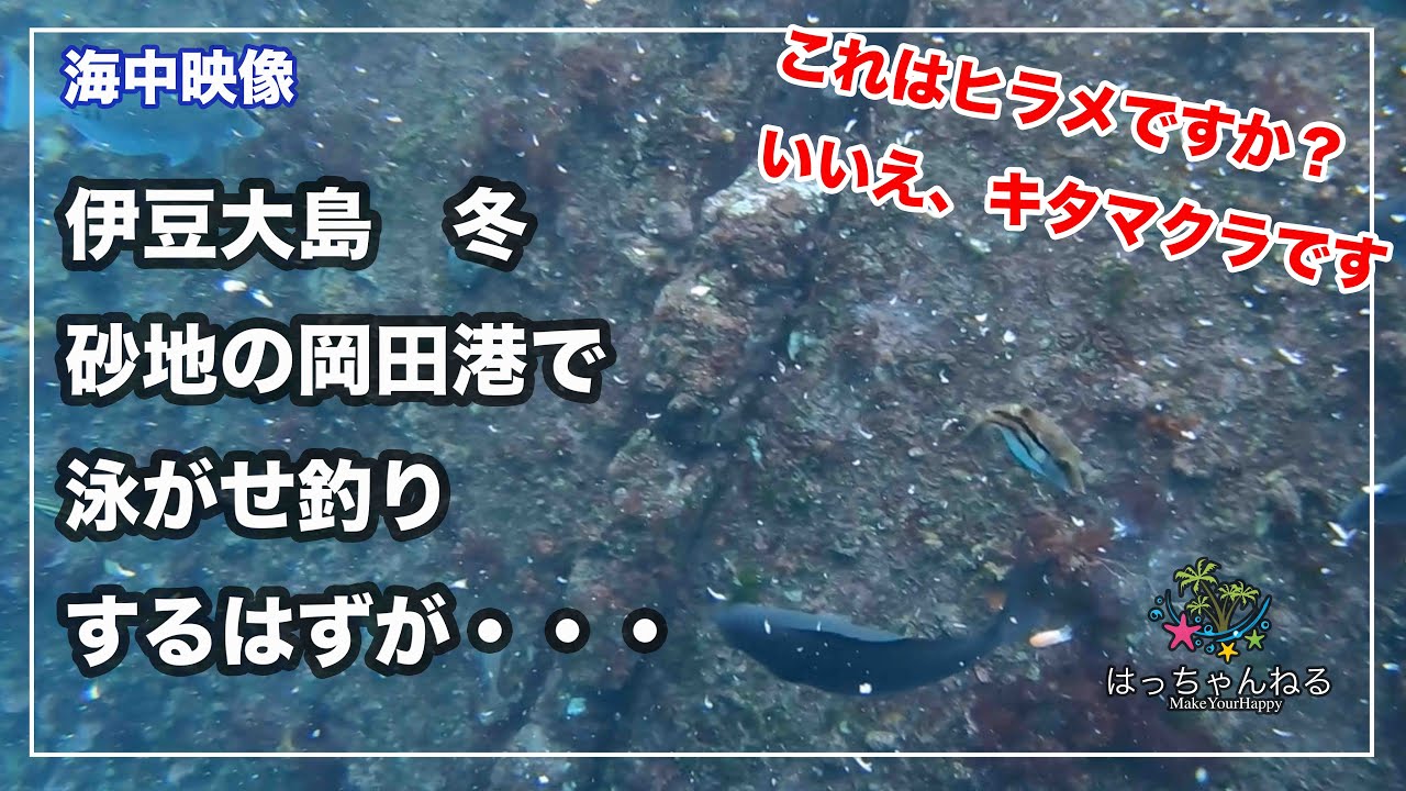 海中映像 伊豆大島 砂地の岡田港で泳がせ釣り 伊豆大島リベンジャーズ 19冬 Youtube 海中映像 伊豆大島 砂地の岡田港で泳がせ釣り 伊豆大島リベンジャーズ 19冬 Youtube