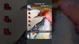 Ranking the Best Animal Moments