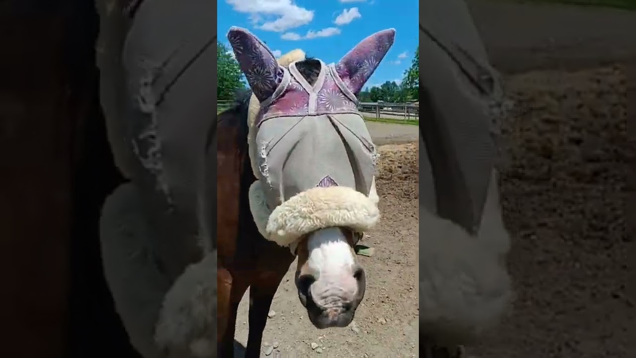 feeding horse nicker makers