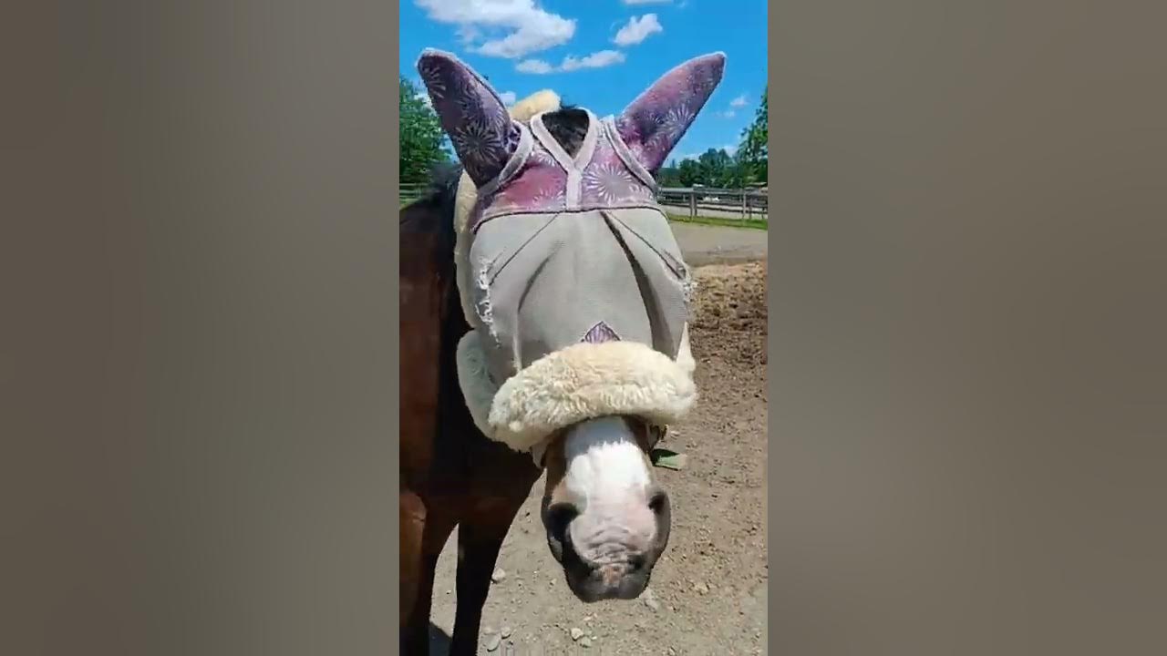 feeding horse nicker makers YouTube