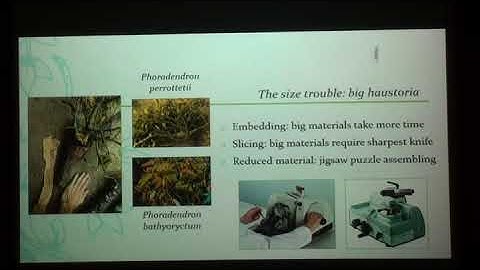3D studies of the host-paraitic plant connection acrosss the Angisperms