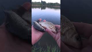 Суровая реальность #fishing #рыбалка #shorts