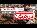 こうするから弱っていく やってはいけない冬剪定