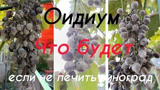 Оидиум. Что будет если не лечить виноград.