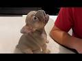 Cute PUPPIES Caught Being Absolutely RIDICULOUS! 🤣 Funny Animals Video