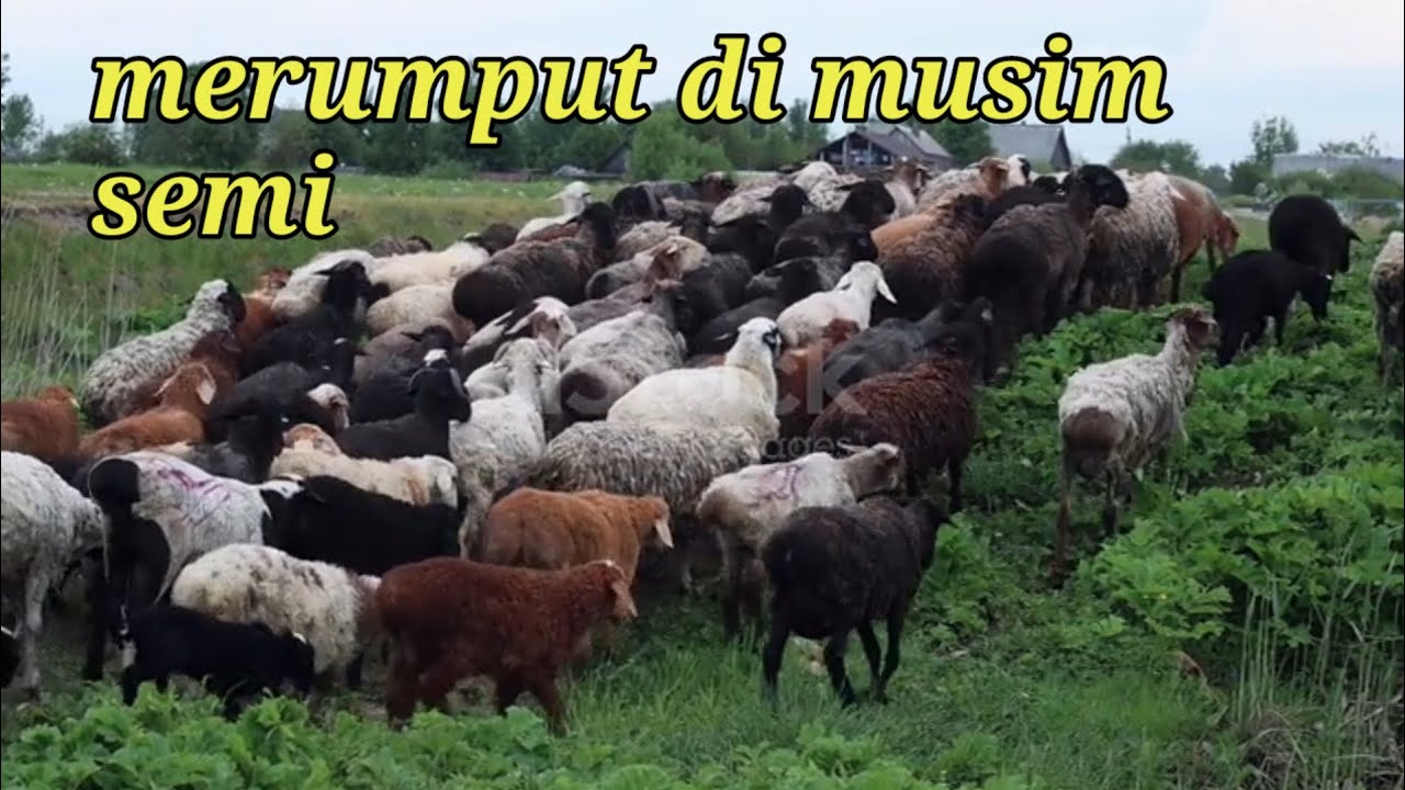 Video kawanan Domba karakachan menatap dan berjalan di bukit pegunungan Rhodope Bulgaria