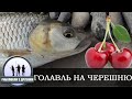 Ловля голавля на черешню (вишню)