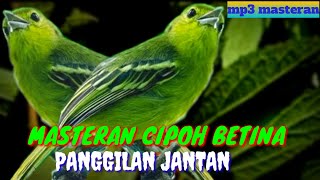 MP3 CIPOH BETINA BIRAHI PANGGIL JANTAN ||masteran dan suara air untuk burung