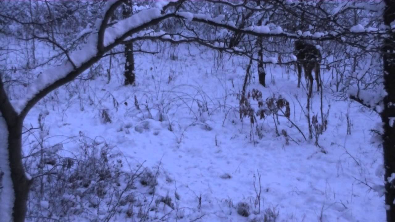 Drews Indiana deer hunt YouTube