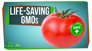 Spicy Tomatoes and 4 Other GMOs That Could Save Lives
