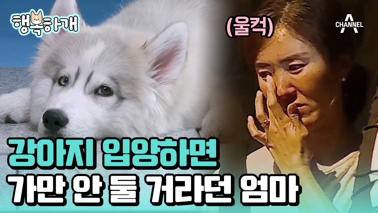 [#행복하개] 강아지 싫다던 엄마 근황! 강아지 입양 후 부모님의 변화?!🐕 #강아지입양