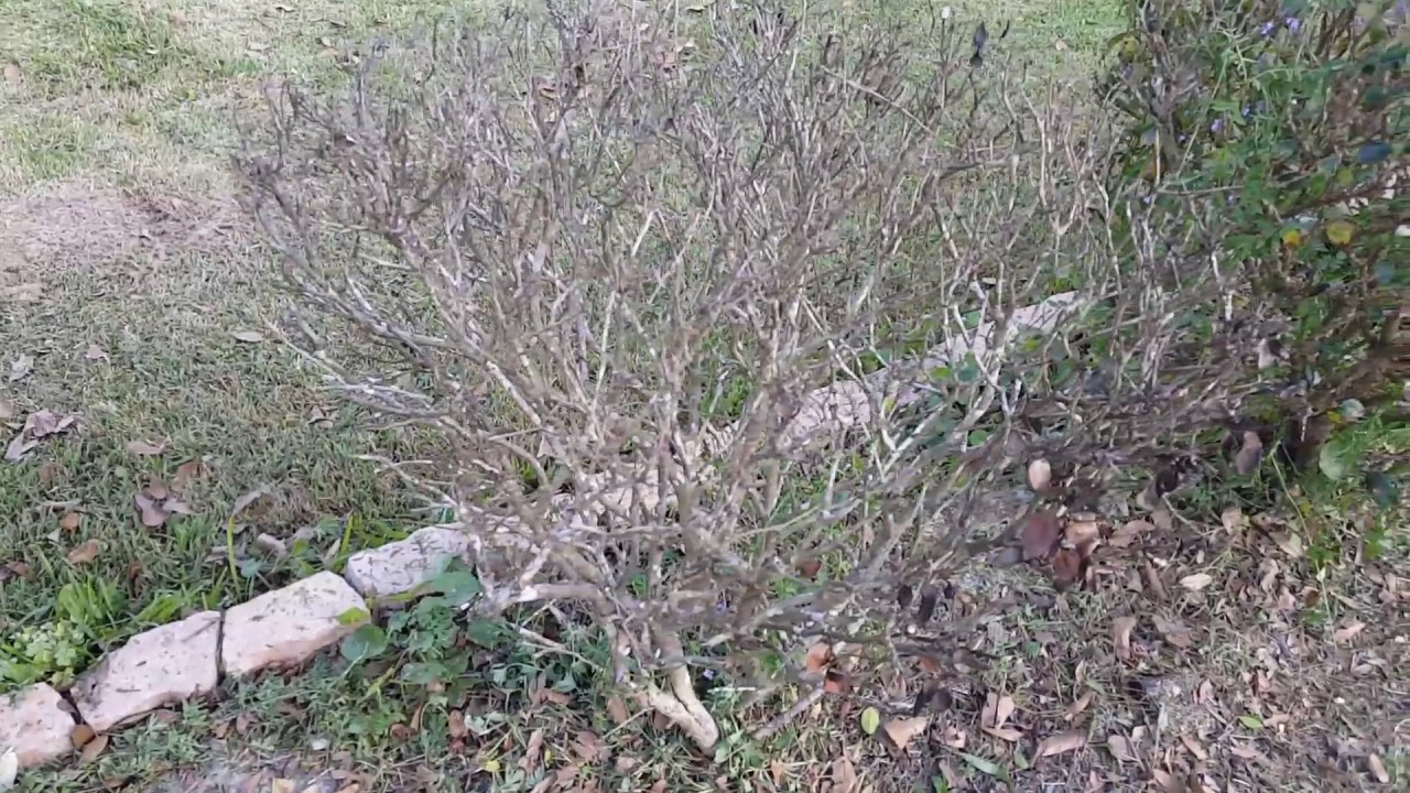 Bushes dying. Need(ed) help YouTube
