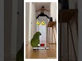 funny parrot 🤣🤣 #funny #funny #whowillbemylifepartnerta #policeofficer #comedy #lifeisbutadream