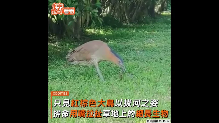 好胆唛造!超精彩生态链瞬间 近距离捕捉公园“大鸟进食记”｜TVBS新闻｜挤看看 #Shorts - 天天要闻
