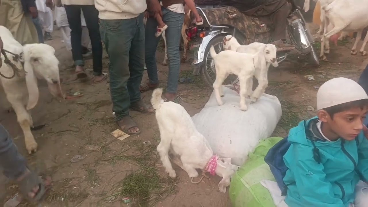 Karachi Ki Qurbani 2026 Ki Sab Se Sasti Cow Mandi 😍 | Bachra Or Bachriya Offer Me ❤️ Cow Mandi 2026