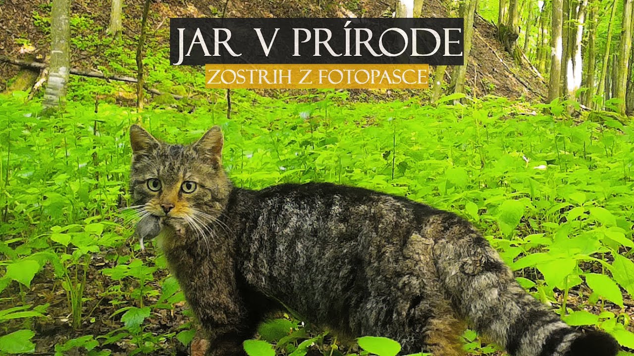 Jar v prírode / Spring in nature / - Filip Násaly 2023 - YouTube