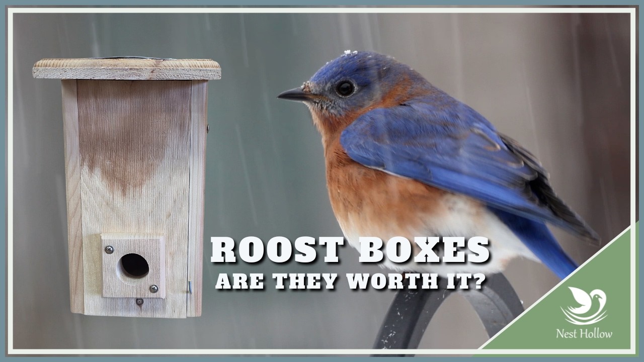 Лучше ли скворечник для синих птиц, чем обычный скворечник, для зимовки?