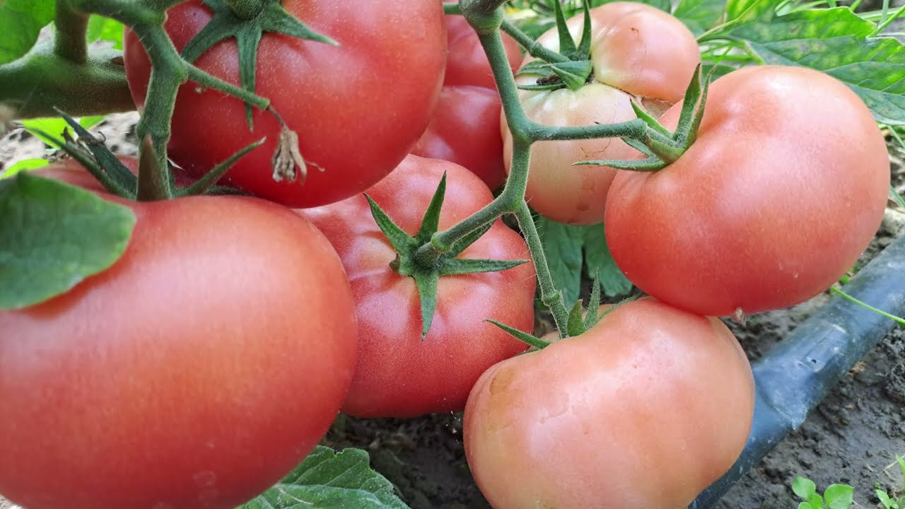 Топ смачних помідорів гібридів. Які гібриди буду вирощувати в 2026 році